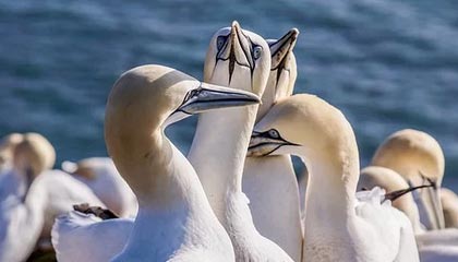 开云体育：在指尖点击之间点亮体育热情与智慧投购彩带